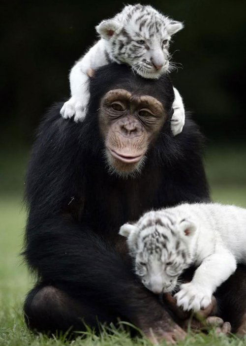 Неожиданная и трогательная дружба между животными (36 фото)