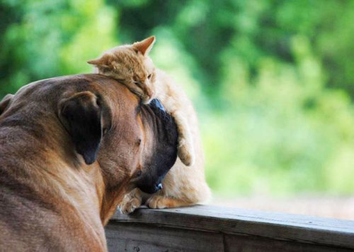 Неожиданная и трогательная дружба между животными (36 фото)