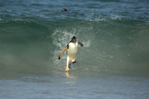 Папуанские пингвины – покорители волн (9 фото)