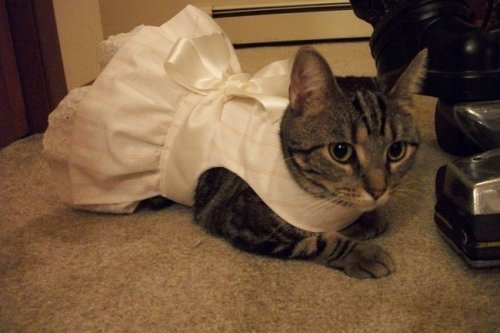 Коты и кошки в одежде (28 фото)