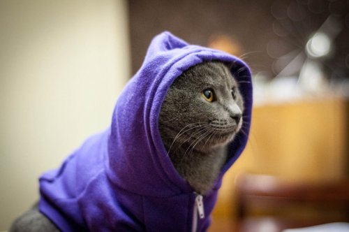 Коты и кошки в одежде (28 фото)