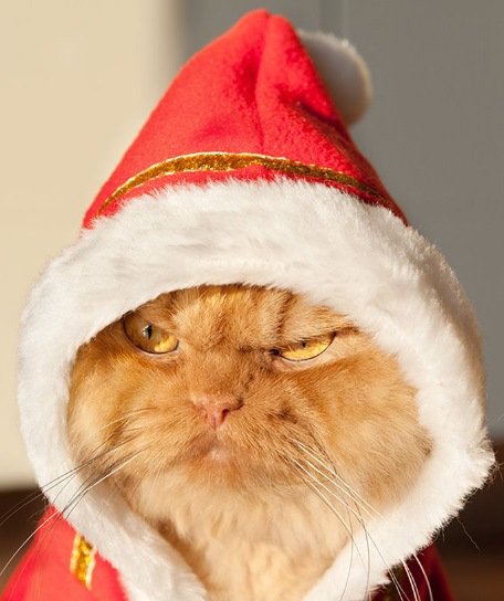 Кошки в шапках Санта-Клауса (10 фото)