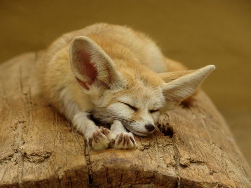 Самые красивые в мире лисицы (20 фото)