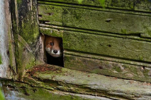 Самые красивые в мире лисицы (20 фото)