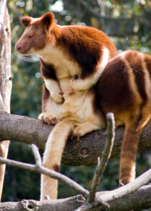 Эндемики Новой Гвинеи древесные кенгуру Гудфеллоу (9 фото)