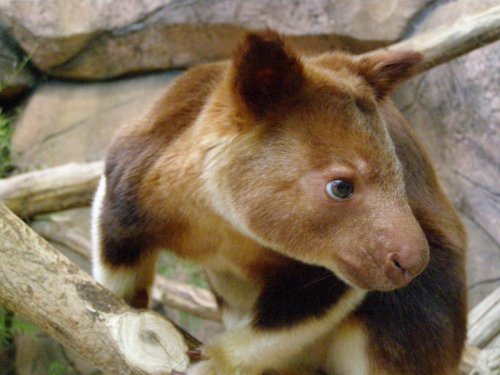 Эндемики Новой Гвинеи древесные кенгуру Гудфеллоу (9 фото)