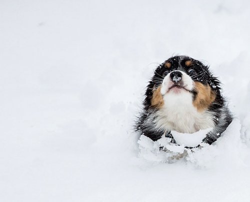 Собаки и кошки впервые играют в снегу (33 фото)