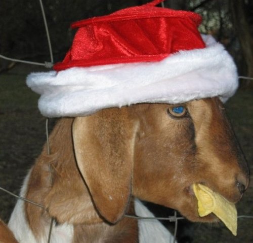 Животные в шапках Санта Клауса (20 фото)