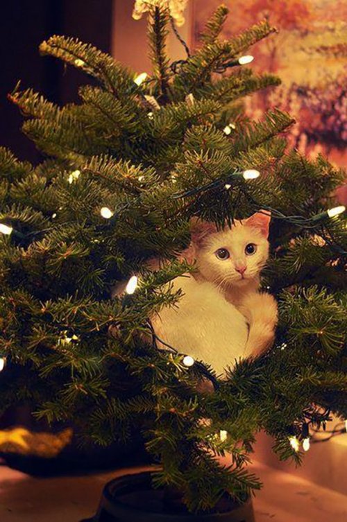 Кошки на новогодних ёлках (24 фото)
