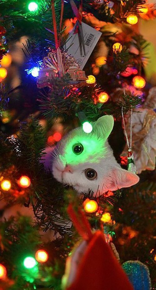 Кошки на новогодних ёлках (24 фото)