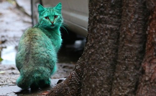 Тайна зелёного кота из Варны (10 фото + видео)