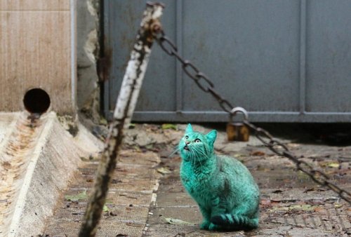 Тайна зелёного кота из Варны (10 фото + видео)