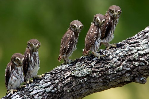 Величественные и загадочные совы (33 фото)