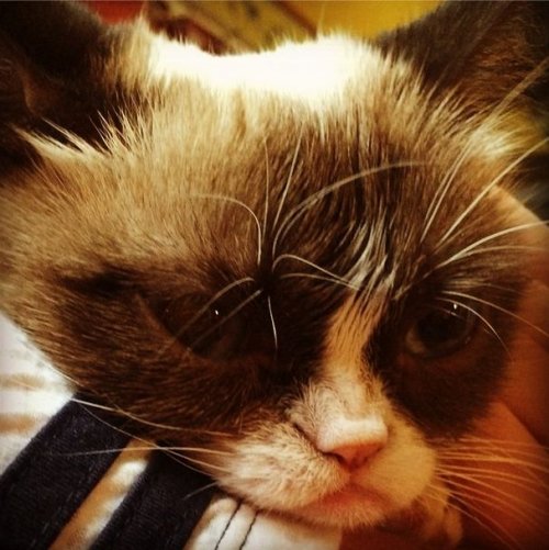 Grumpy Cat за 2 года обогатила свою хозяйку на 100 миллионов долларов (20 фото)
