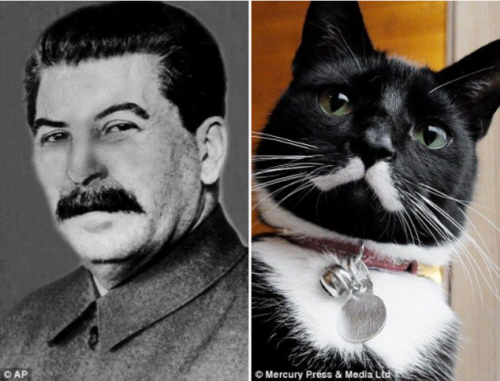 Кот Мяосиф Сталин, набирающий популярность в Интернете (5 фото)