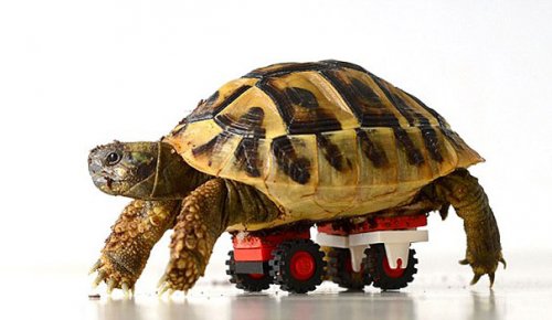 Инвалидная коляска для черепахи из конструктора LEGO (6 фото)