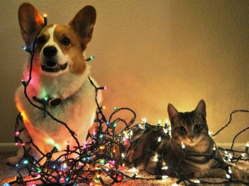 Собаки и кошки, которые без ума от Нового года (20 фото)