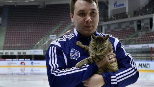 Невероятный карьерный взлёт бездомной кошки: из витрины магазина — в талисманы хоккейного клуба (7 фото)