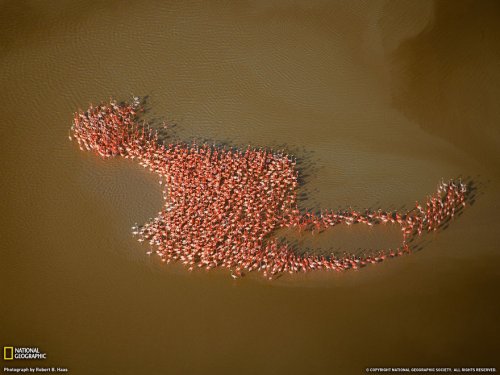 Впечатляющие фотографии большого скопления диких животных (25 фото)