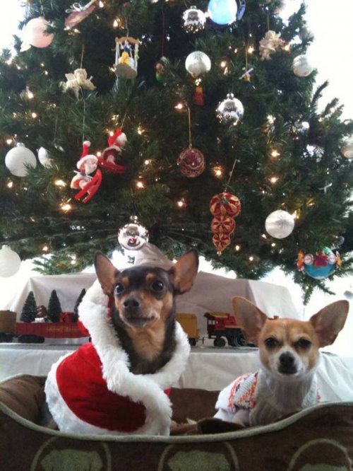 Праздничные собаки в новогодних свитерах (18 фото)