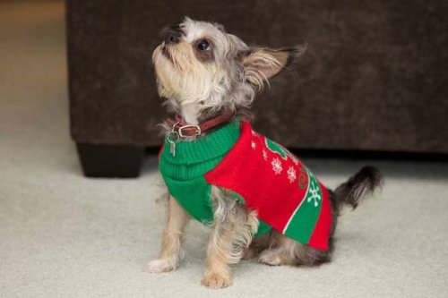 Праздничные собаки в новогодних свитерах (18 фото)