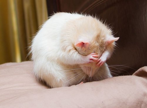 Нескучная жизнь забавного мышонка Мартина (28 фото)