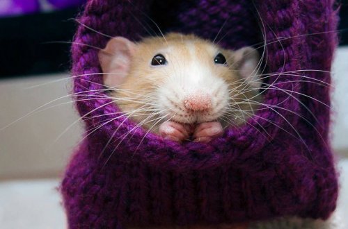 Нескучная жизнь забавного мышонка Мартина (28 фото)