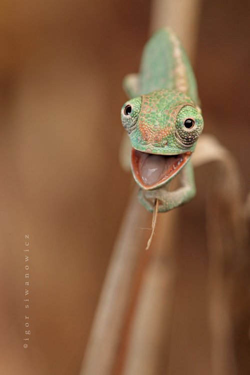 Рептилии, которые вас очаруют (37 фото)
