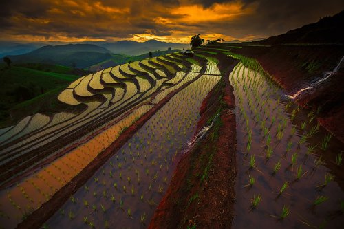 Завораживающие фотографии рисовых террас (25 фото)