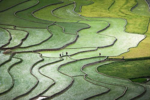 Завораживающие фотографии рисовых террас (25 фото)