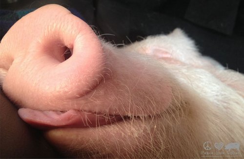 Мини-свинка превратилась в 304 килограмма очарования (16 фото)