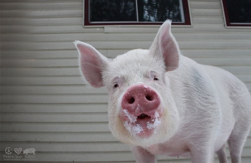 Мини-свинка превратилась в 304 килограмма очарования (16 фото)