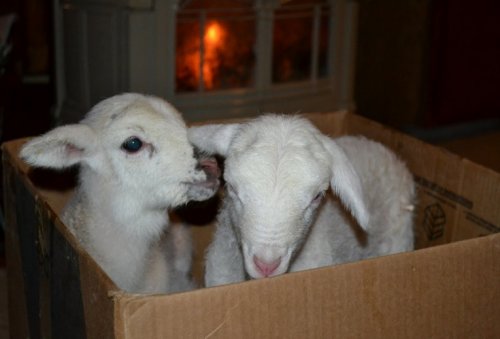 Животные парами в коробках (10 фото)