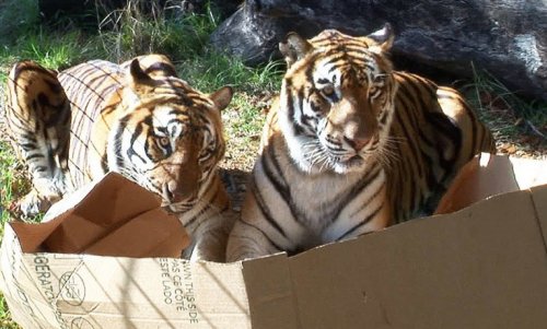 Животные парами в коробках (10 фото)