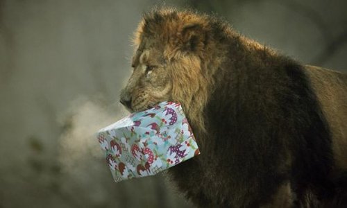 Рождество в мире животных (22 фото)