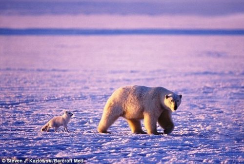 Топ-25: Интересные и малоизвестные факты о белых медведях