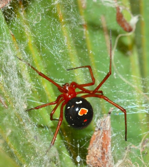 Топ-15: Самые опасные пауки в мире