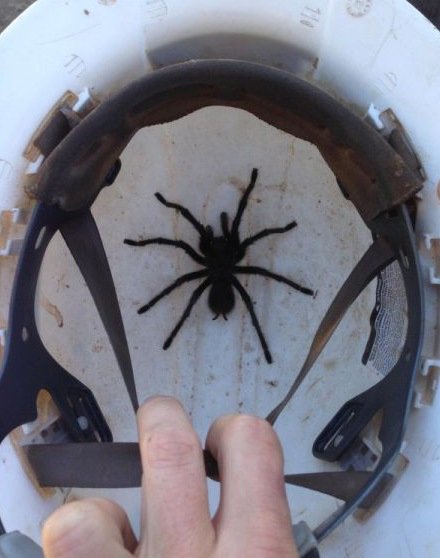 Худшие места, в которых можно обнаружить пауков (12 фото)