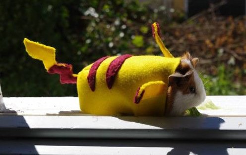 Морские свинки в забавных костюмах (10 фото)