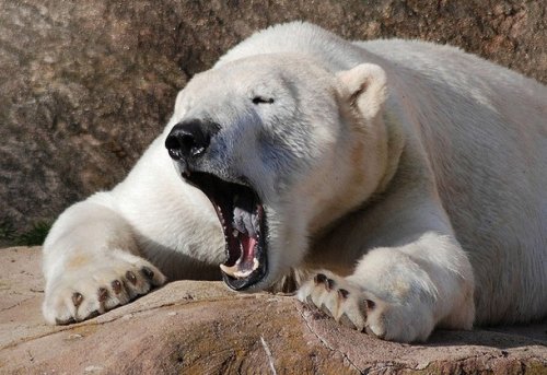 Топ-25: Очаровательные фотографии зевающих животных
