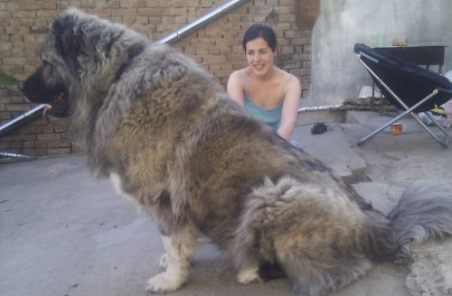 Большие собаки тоже очаровательны (24 фото)