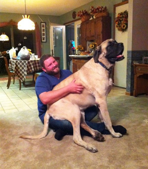 Большие собаки тоже очаровательны (24 фото)