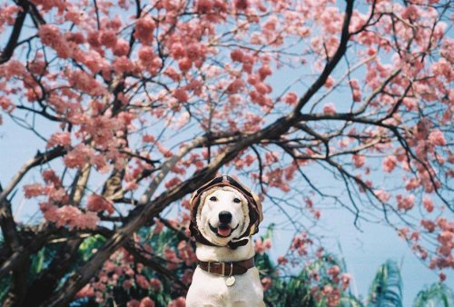Самая счастливая в мире собака Глута, взятая с улицы и победившая рак (16 фото + видео)