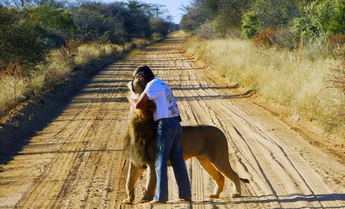 11-летняя дружба между львом и человеком, который его спас (9 фото + видео)