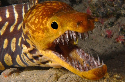 Топ-10: Подводные обитатели с ужасающими зубами