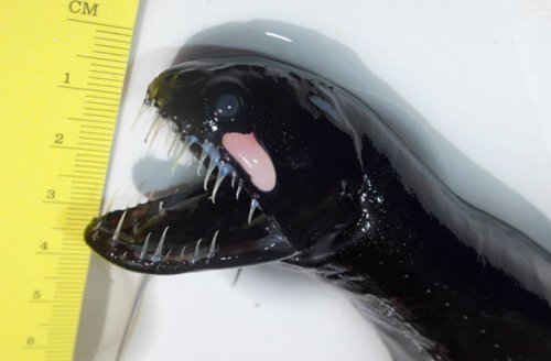 Топ-10: Подводные обитатели с ужасающими зубами