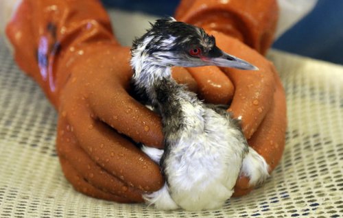 Международный центр по спасению птиц в Калифорнии (13 фото)