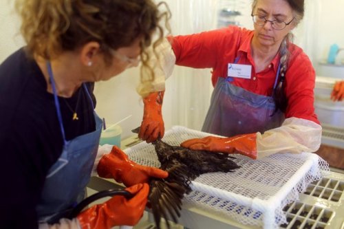Международный центр по спасению птиц в Калифорнии (13 фото)