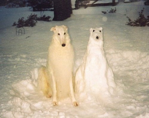 Собаки играются со снегом (10 фото)