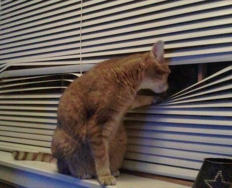 Кошки смотрят сквозь жалюзи (10 фото)